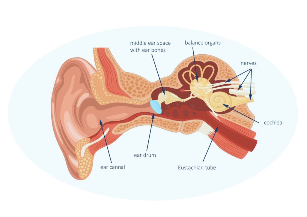 Ear Anatomy Magnific