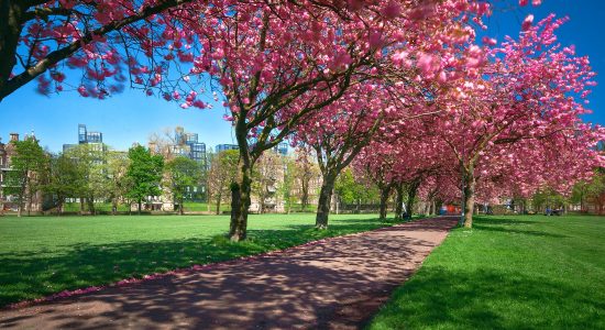 Trees in bloom