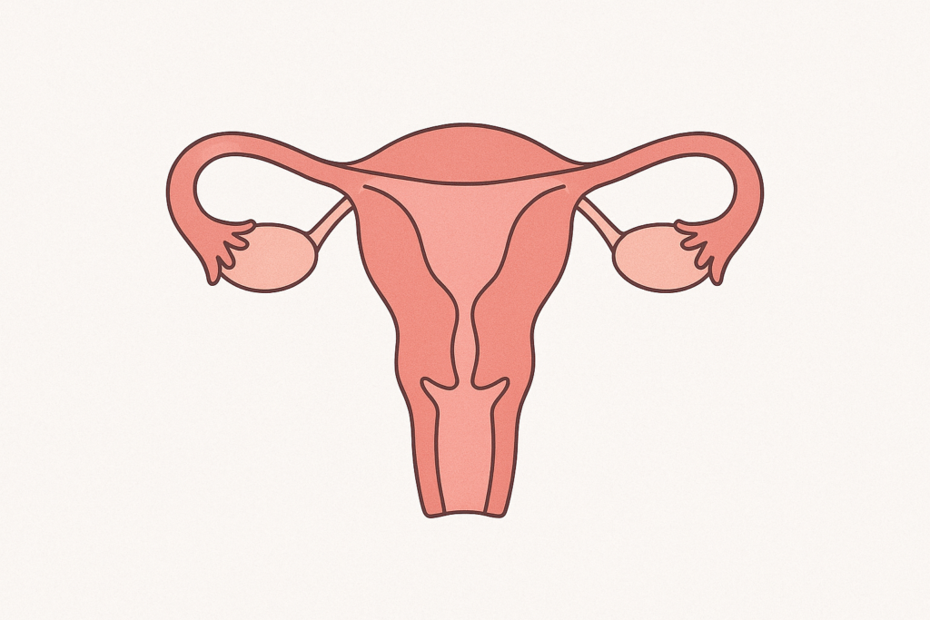 cartoon Image of womb