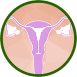 Cervix diagram