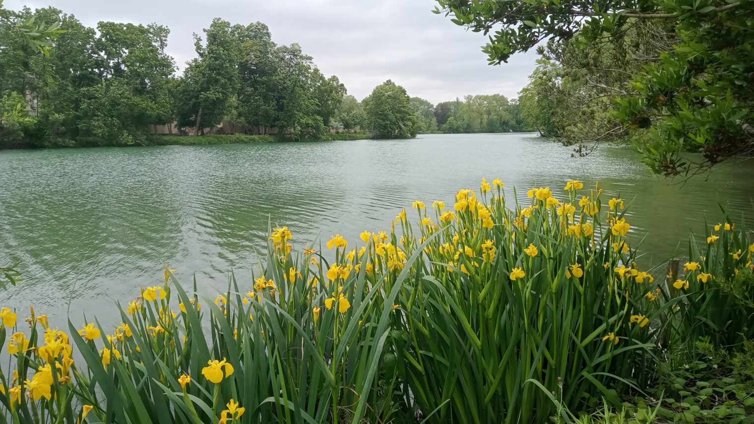 Nhs Lothian Mental Health Services Maternity Services