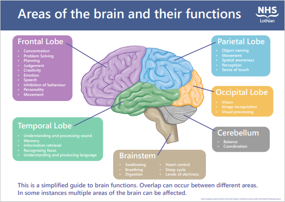 Areas of the brain