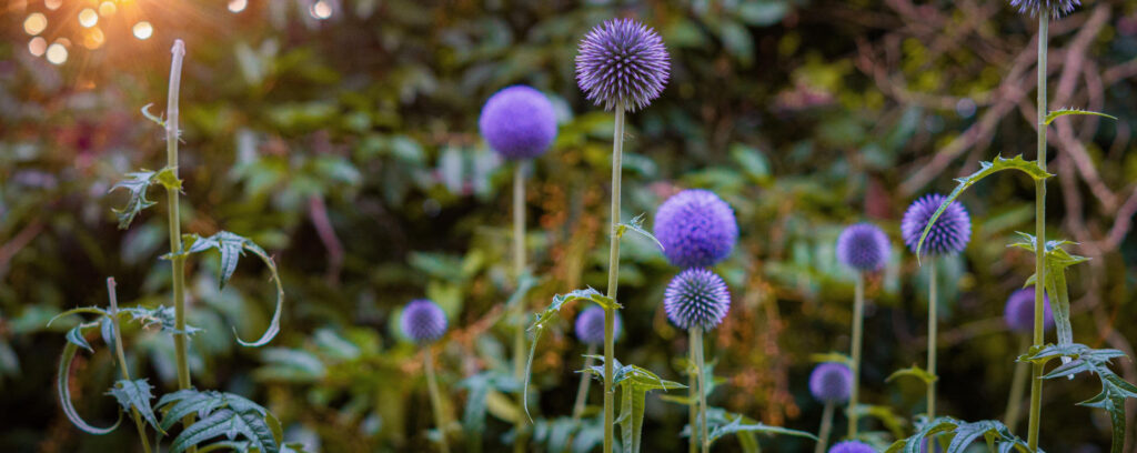 Close up of purple thistles in a green forest