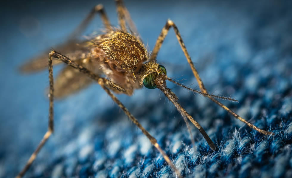 A close-up photo of a mosquito sitting on a blue carpet