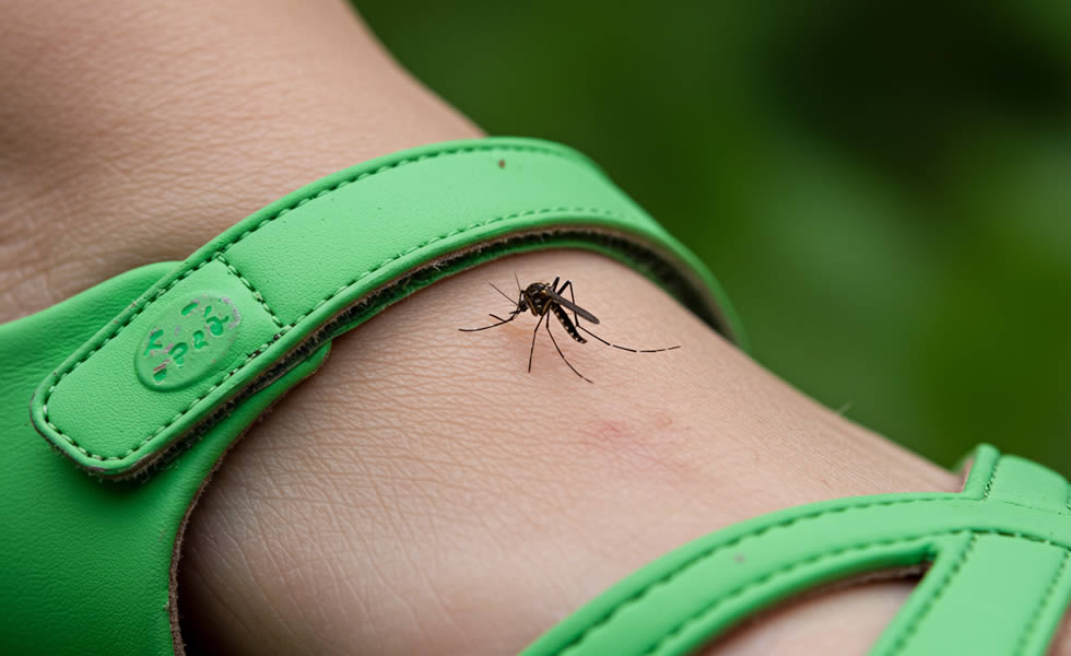 Mosquito biting a human foot wearing a green sandal