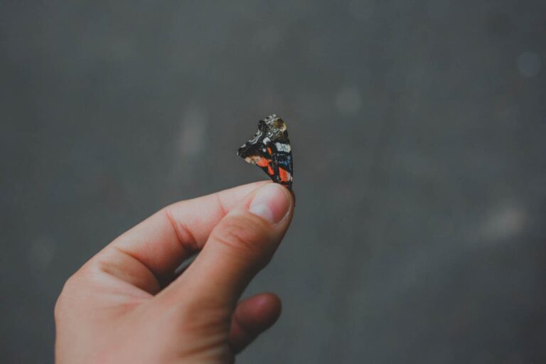 A hand holding a butterfly