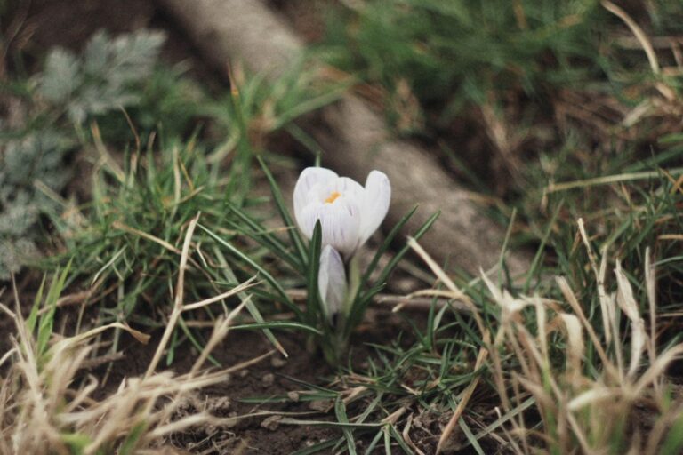 A crocus flower pushing through the earth, probably photographed early spring