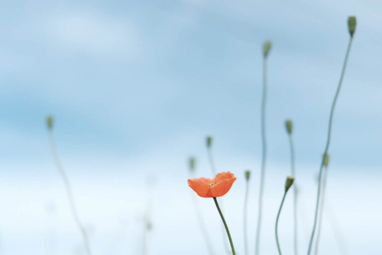A red wild poppy flower seen against a blue daytime sky