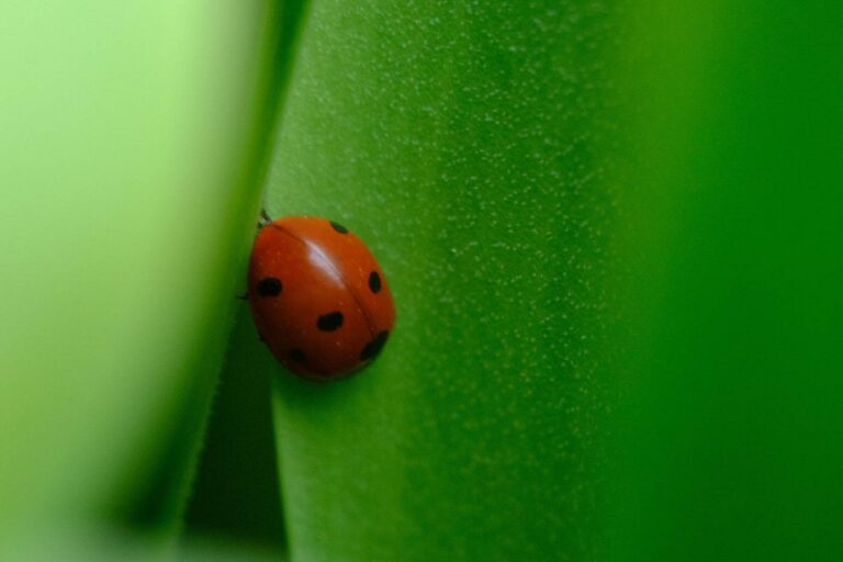 Red ladybird on a green leaf