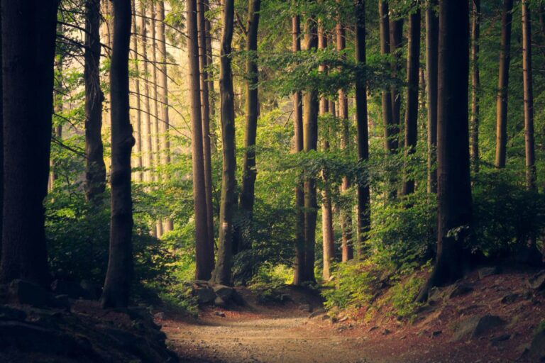 A path through a dense forest