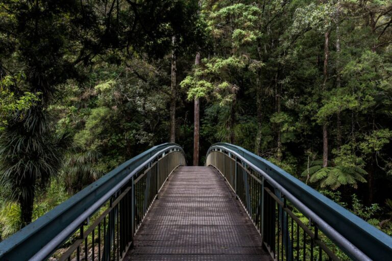 A bridge in a forest setting