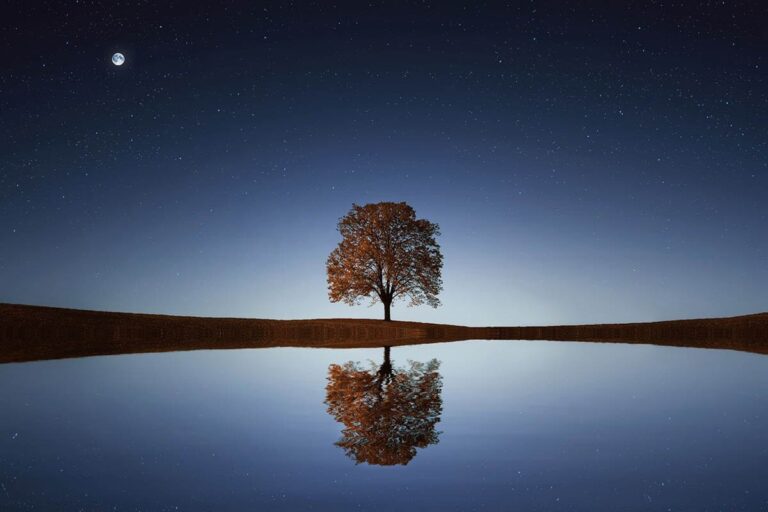 A solitary tree reflected on calm still water, with the moon high in the sky