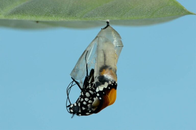 A butterfly emerging from a chrysalis