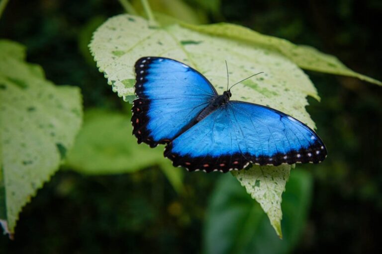 A blue butterfly on a green leaf