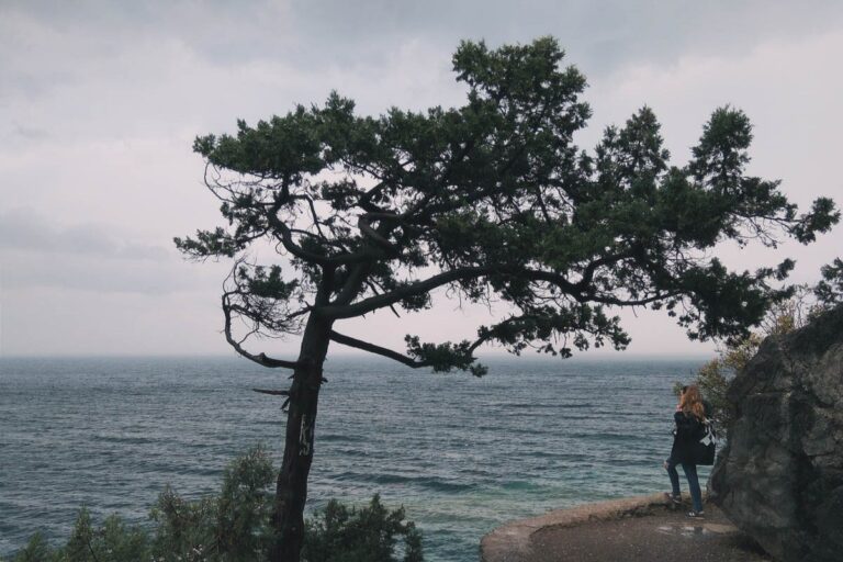 Tree on a cliff overlooking the sea