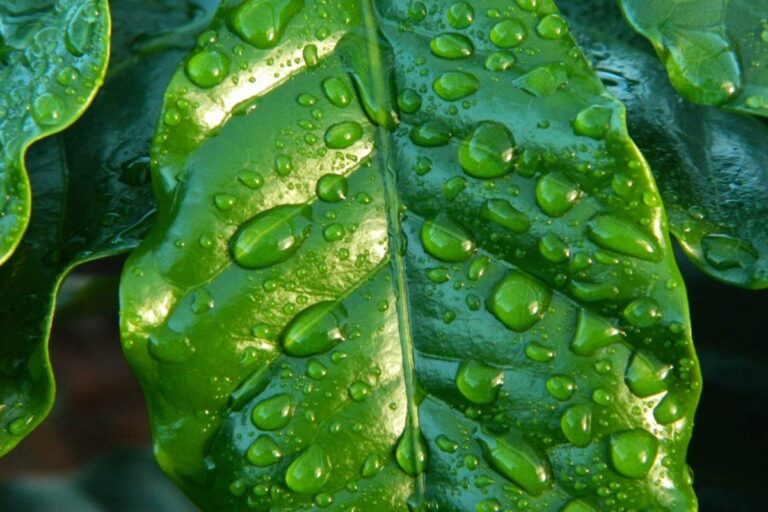 Close up of a shiny green leaf covered with large raindrops