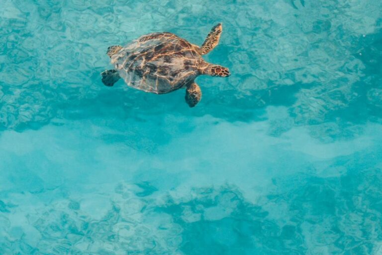 A turtle swimming in the blue sea