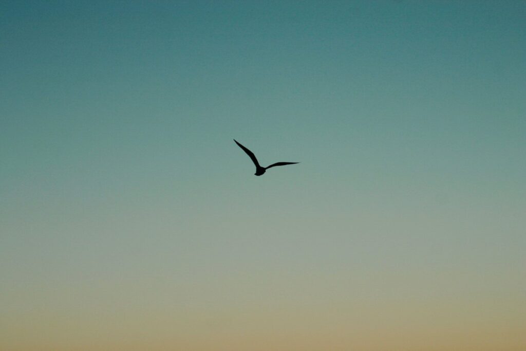 A bird flying high in the sky