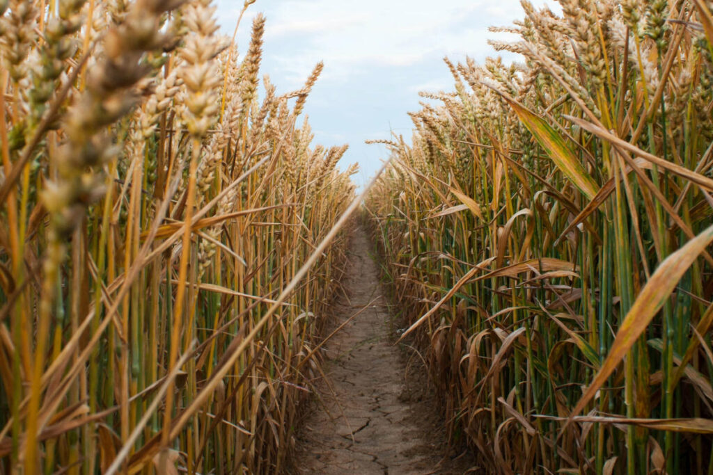 A field of tall ripe corn with a path through the middle
