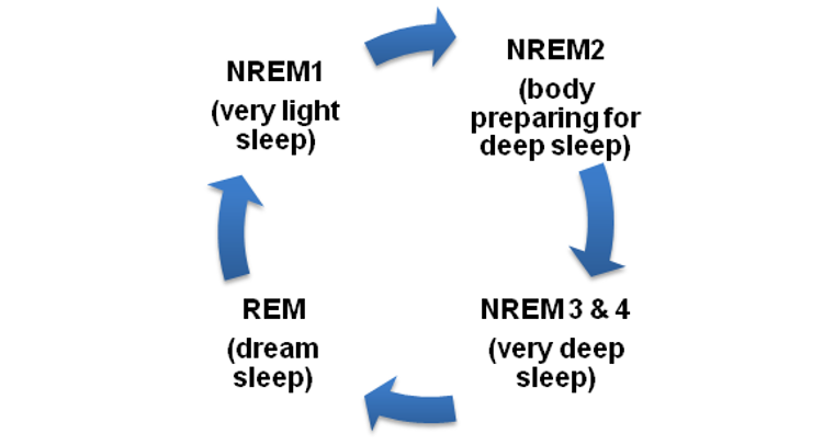 Diagram of the sleep cycle